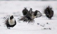 Greater Sage Grouse