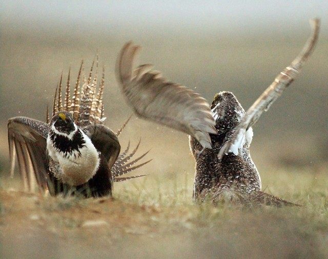 Sage Grouse