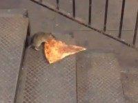 pizza-rat