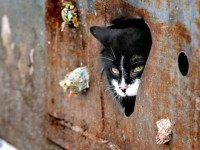 stray cat Sergei Grit Associated Press