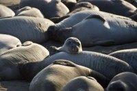 Molted elephant seal skin leeching mercury into coastal waters