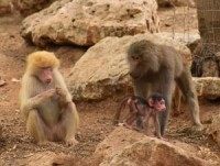 Red-haired baboon gives birth in Ramat Gan Safari Park