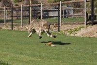 Cheetah tranquilized after escaping Indianapolis Zoo exhibit