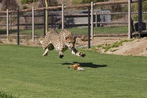 Cheetah tranquilized after escaping Indianapolis Zoo exhibit