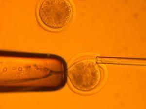 British health officials to review bid to modify human embryo