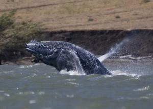 Navy agrees to restrict sea training to protect marine life