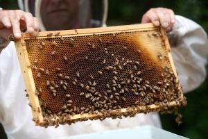 Court rules EPA erred in approving insecticide toxic to honeybees