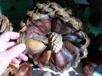 Bunya pine (J Brew / Flickr / CC)