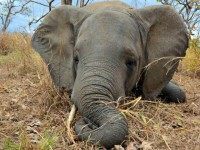 Wildlife Conservation Society via AP