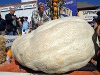 Giant California Pumpkin (Associated Press)
