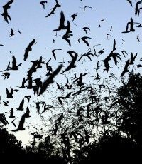 Bats in flight