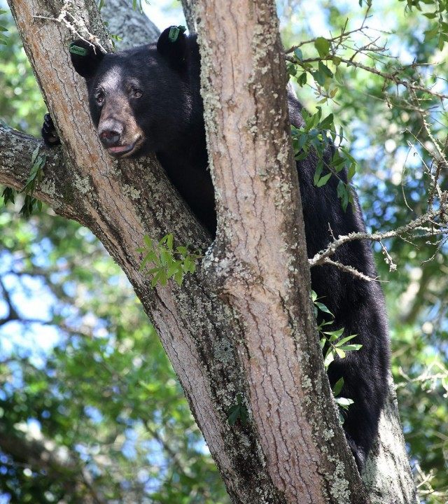 Black Bear