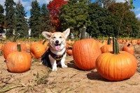 Wally, Welsh corgi