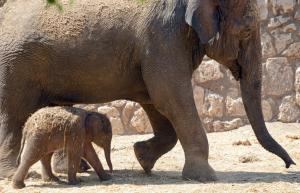 Study: Elephants rarely get cancer