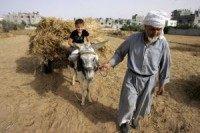 Syria's Arctic seed vault relocated to Morocco, Lebanon