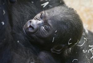 8 things you didn't know about baby gorillas
