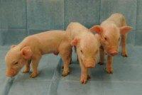 Chinese firm's $1,600 gene-edited micro pigs raise questions