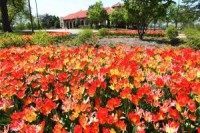 Spring to arrive three weeks earlier by end of century