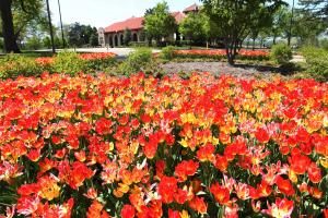 Spring to arrive three weeks earlier by end of century