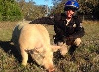 CHP Pig (Facebook)