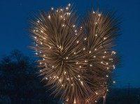 California Christmas tree (Jesse Wagstaff / Flickr / CC / Cropped)