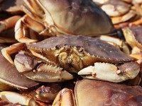 Dungeness Crab (Justin Sullivan / Getty)