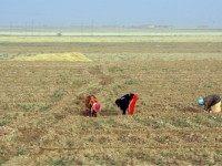 syrian drought