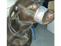 Muzzled Dog Facebook Katie Brown
