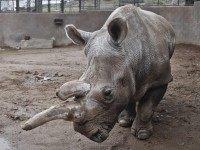 Northern white rhino (AP Photo / Lenny Ignelzi)