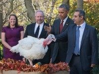 Barack Obama 'pardons' the National Thanksgiving Turkey in the Rose Garden at the White House in Washington, DC, on November 25, 2015. The President pardoned Honest and his alternate Abe, both 18-week old, 40-pound turkeys. The names of the turkeys were chosen from submissions from California school children. After the pardoning, the turkeys will be on display for visitors at their permanent home at Morven Parks Turkey Hill, the historic turkey farm located at the home of former Virginia Governor Westmoreland Davis (1918-1922) in Leesburg, Virginia. AFP PHOTO/NICHOLAS KAMM / AFP / NICHOLAS KAMM (Photo credit should read
