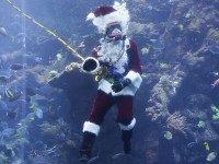 Santa Claus Coral Reef (Eric Risberg / Associated Press)
