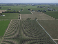 Lodi vineyards Central Valley California (Rich Pedroncelli / Associated Press)