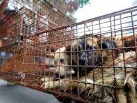 animal cruelty  APHumane Society International