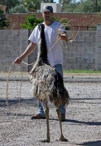 Emus