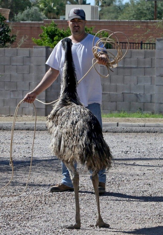 Emus