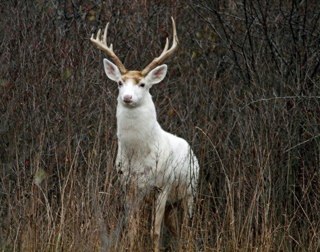 white deer