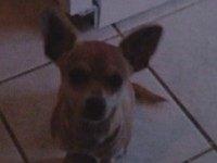 Family Suing PETA After Employee Stole, Euthanized Dog