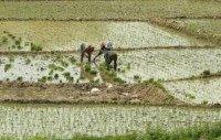 Researchers uncover the history of rice cultivation