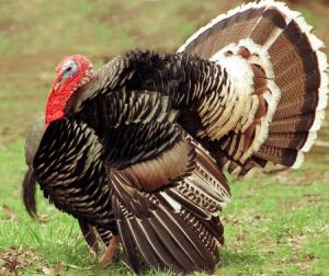 Turkeys jump off truck, avoid becoming main dish on Thanksgiving