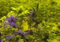 Mexican supreme court says marijuana should be legal for citizens to grow, use