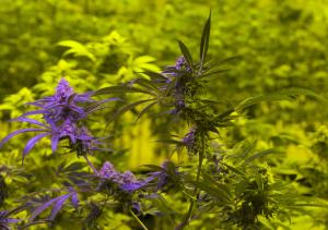 Mexican supreme court says marijuana should be legal for citizens to grow, use