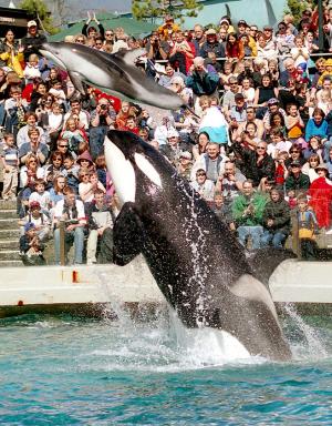 Seaworld to start phasing out killer whale show at San Diego park
