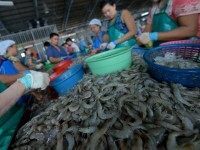 GettyImages-457866840 shrimp