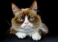 Grumpy Cat