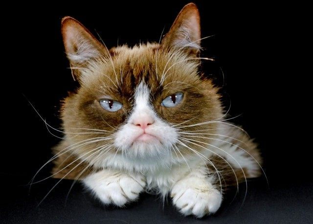Grumpy Cat