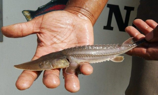 PALLID STURGEON