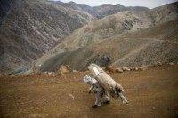 Afghanistan gets energy security grants