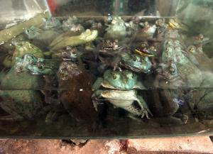 Mother frogs control gene activity in embryos