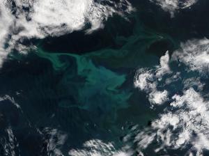 Phytoplankton paved the way for complex life on Earth