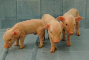 Scientists breed pigs resistant to incurable disease
